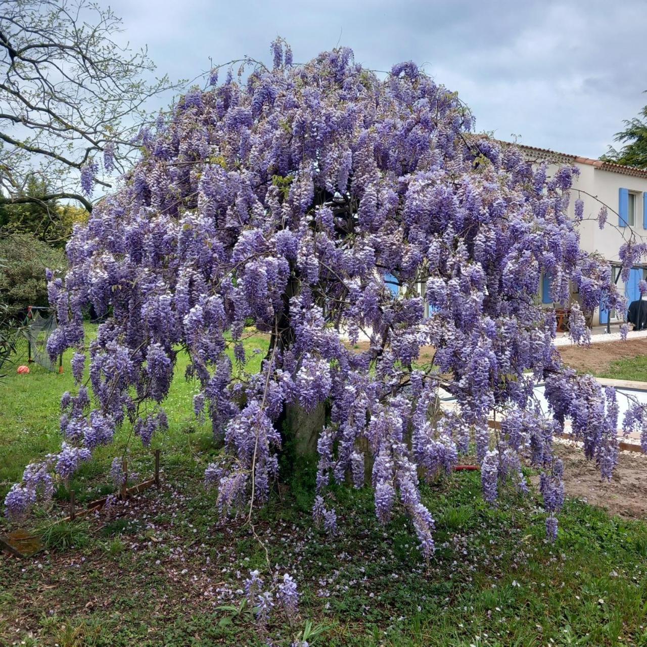 Le Petit Mas Des Alpilles En Provence Saint-Etienne-du-Gres Exterior foto